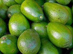 Avocado fruits available