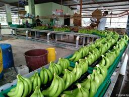 Банан Cavendish оптом из Эквадора