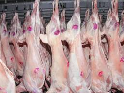 Агнешко месо на едро за ОАЕ, Иран, Ирак