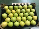 Best apples from Poland wholesale - фото 3