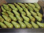 Best pears from Poland wholesale - photo 2