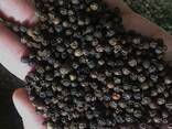 Black Pepper / White from Vietnam - фото 1