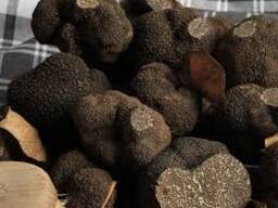 Black Truffles For Sale