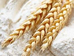 БОРОШНО на едро в чували по 50 кг и пакети по 1 кг