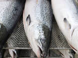 Premium Frozen Salmon Fillet / Chum Salmon / Salmon Fillet Shushi / Quality Whole Salmon - фото 1
