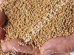 Семена от бял синап (Sinapis alba).