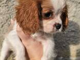 Cavalier King Charles Spaniel Welpen, Rüden und Hündinnen. - photo 2