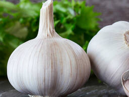 Чеснок товарный 40