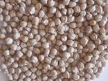 Chickpeas - photo 2