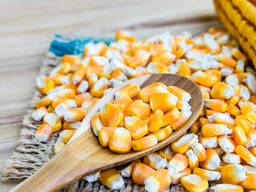 Царевични семена