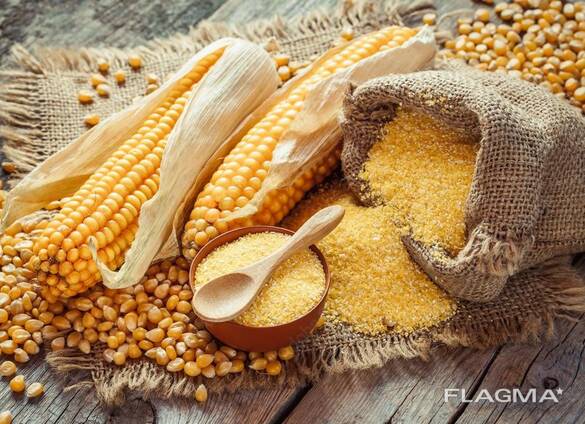 Corn wholesale export (продам кукурудза на едро експорт на едро)