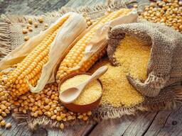 Corn wholesale export (продам кукурудза на едро експорт на едро)
