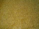 DDGS corn - фото 1