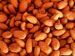 Dried Almond Nuts - photo 1