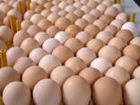 Fresh Chicken Table Eggs Brown and White Fresh Chicken Eggs/ Fresh Farm Chicken eggs - фото 2