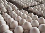 Fresh Chicken Table Eggs Brown and White Fresh Chicken Eggs/ Fresh Farm Chicken eggs - фото 3