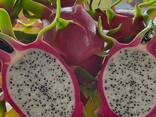 Fresh Dragon Fruit from Vietnam - photo 2