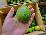 Fresh Seedless Lime from Vietnam - photo 1