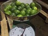 Fresh Seedless Lime from Vietnam - photo 3