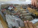 Frozen King Crabs legs/ Live King Crab / Dungeness Crab/ Mud crab price - фото 2