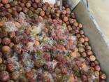 Frozen Passion Fruit - photo 2