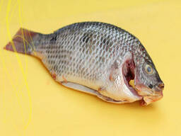 Good Quality Seafood Good Quality Frozen Tilapia Fish