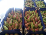 Груша и слива сербская - фото 1