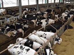 Healthy Simmental Cattle