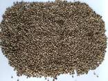 Hemp seeds - фото 1