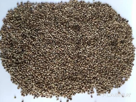 Hemp seeds