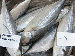 Hot Sale Seafood Frozen Pacific Mackerel Fish