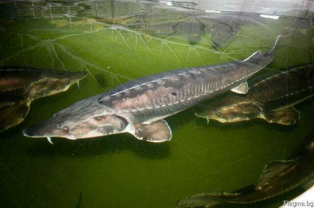 Икра осетровая! Рыба!