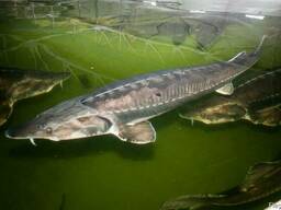 Икра осетровая! Рыба!