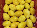IQF Mango - photo 1