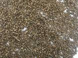 Japanese millet ( paiza ) - фото 1