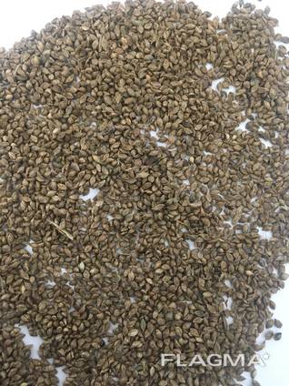 Japanese millet ( paiza )