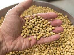 Купим соя, кукурузу, ячмень, пшеницу, рапс