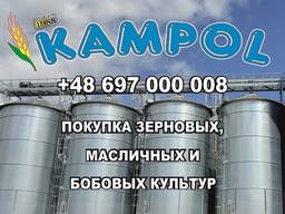 Куплю подсолнечник