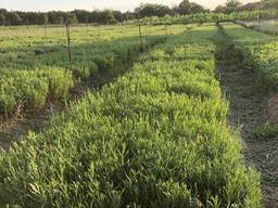 Organic Lavender cuttings and seedlings
