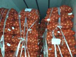 Лук репчатый