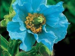 Маки декоративные (семена)