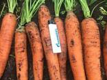 Морковь - фото 2