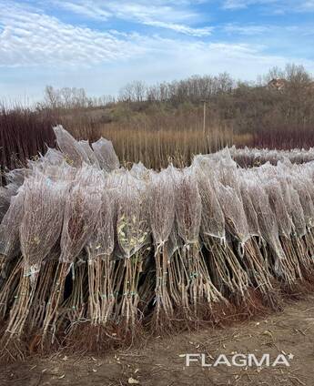 Плодни дървета фиданки