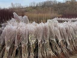 Плодни дървета фиданки