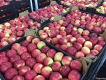 Polish apples, La-Sad - фото 8