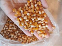 Popcorn kernels