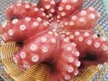 Предлагаем мороженные морепродукты в Болгарию от завода из Китая - photo 7