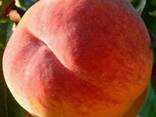 Продам персик - фото 1
