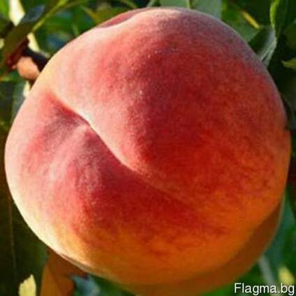 Продам персик