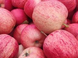 Продам польские яблоки и грушы